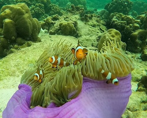 Koh Lipe Scuba Diving - Fun Dive Trips (Certified Diver)